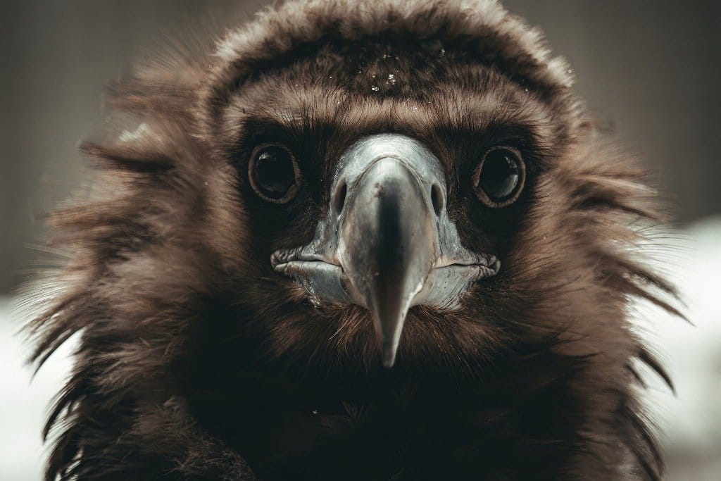 The Vulture Spiritual Meaning and Symbology