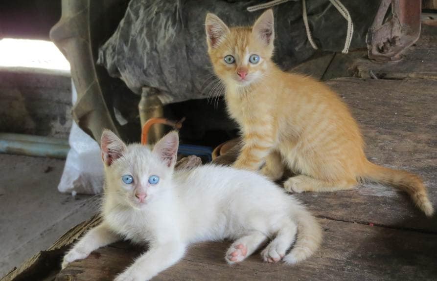 What is the meaning of Cats in dream